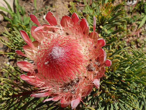 Kirstenbosch National Botanical Garden.